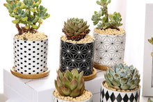 Load image into Gallery viewer, Geometric pots - succulent planters with plate - ceramic pots (7.1cm * 6.6cm)