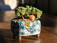 Load image into Gallery viewer, Handpainted plant pots - flower planters - ceramic pots (11.9cm ×10.5cm ×7.4cm)