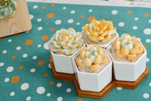Load image into Gallery viewer, One set succulent pot - planter with saucer