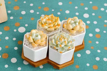 Load image into Gallery viewer, One set succulent pot - planter with saucer