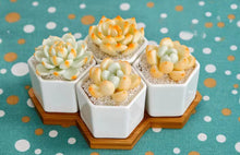 Load image into Gallery viewer, One set succulent pot - planter with saucer