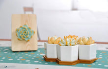 Load image into Gallery viewer, One set succulent pot - planter with saucer