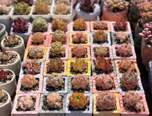 Load image into Gallery viewer, Square handmade pots - succulent planters - ceramic pots (6.7cm × 8.5cm)