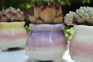 Cute pots - succulent planters - ceramic pots (6.8cm * 7.5cm)