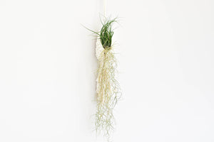 Macrame hanging plant holder for air plants