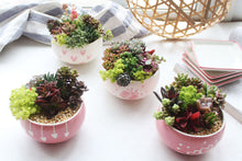 Load image into Gallery viewer, Small succulent arrangement pots - plant pot (10.5cm*6.5cm)
