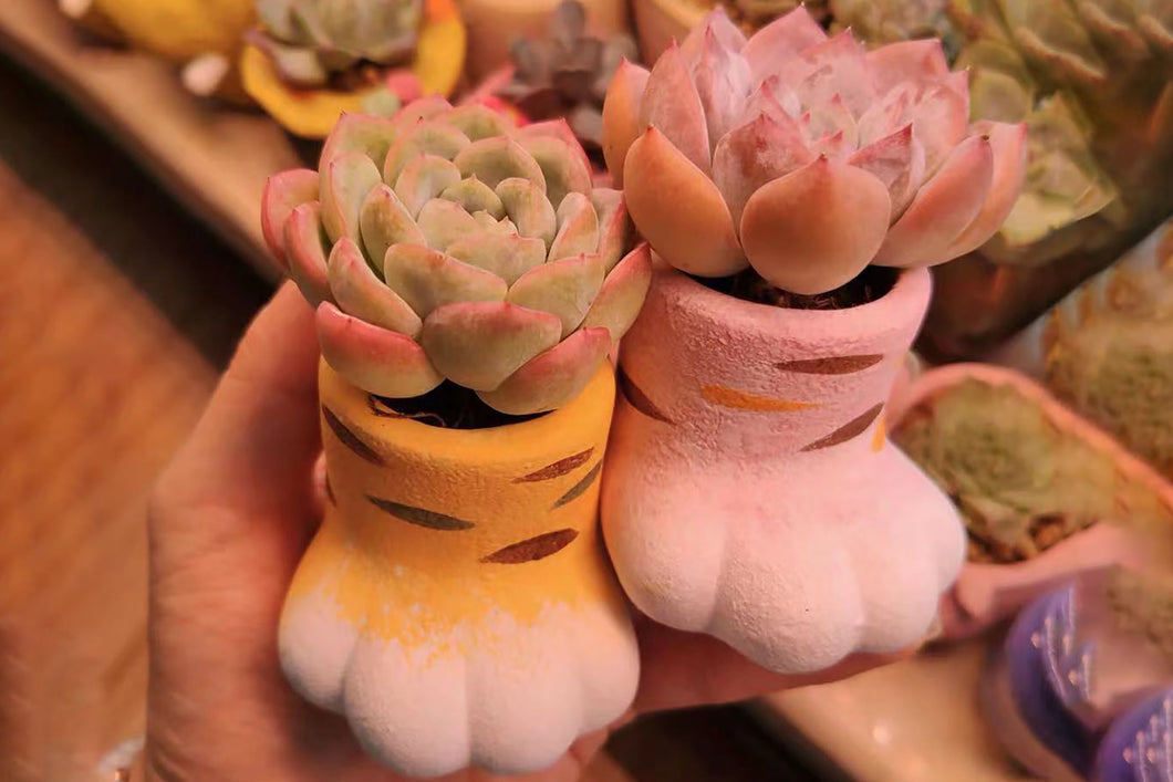 Cat paw pots - succulent planters (4.1cm × 4.8cm)